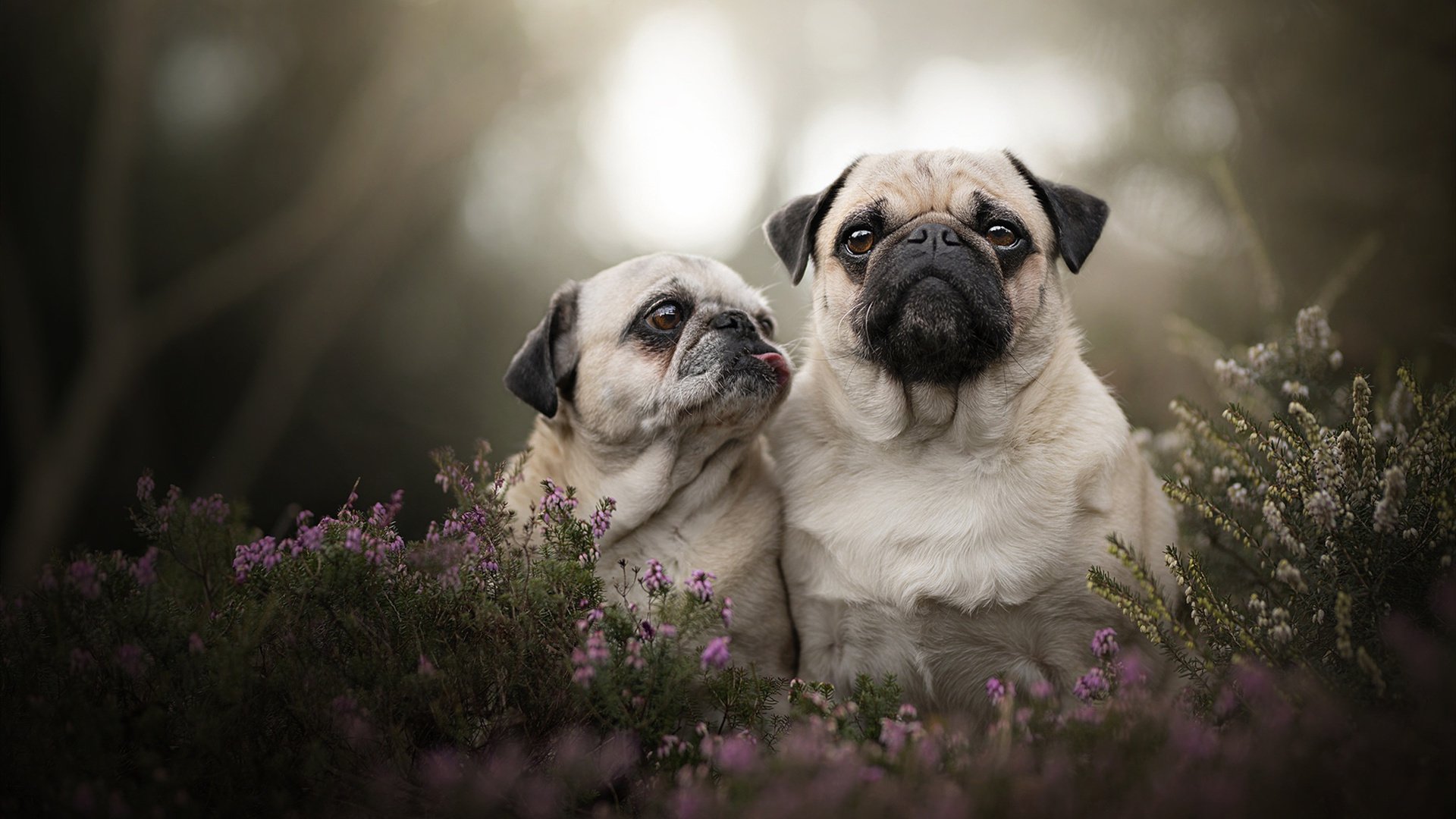 北欧极光破晓时，鲁德在美网与都灵的鏖战中，如何定义网坛的另一种伟大？