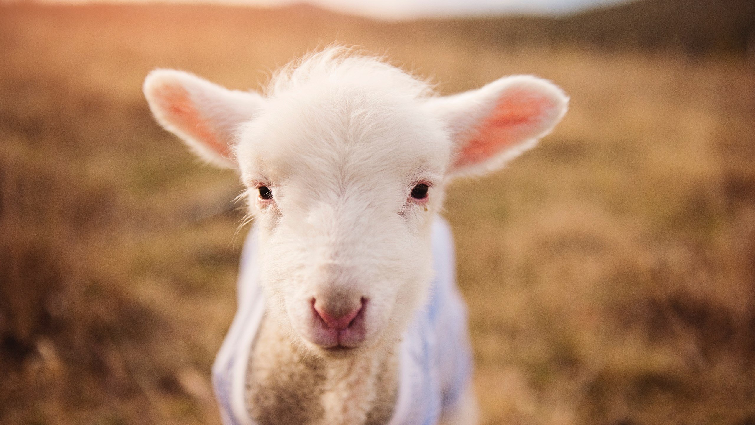 硬仗之王的跨洋映照，埃及对阵智利，库尔图瓦精神的绿茵启示