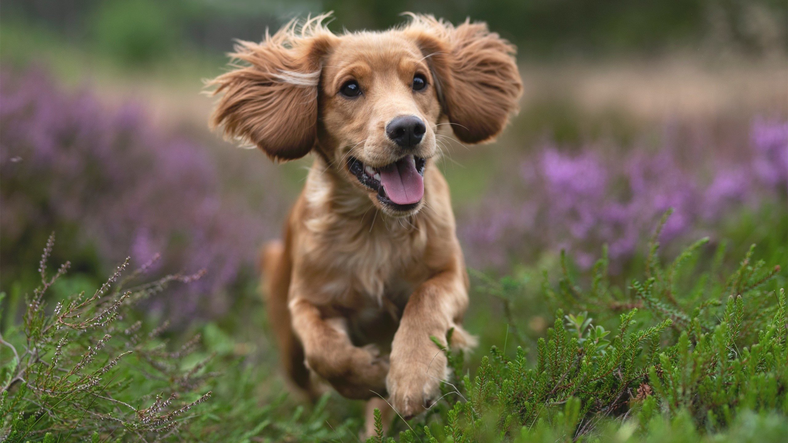 狂野骑士绞碎紫金荣耀！贝恩25年一遇的狂野复仇，西决生死战惊天接管