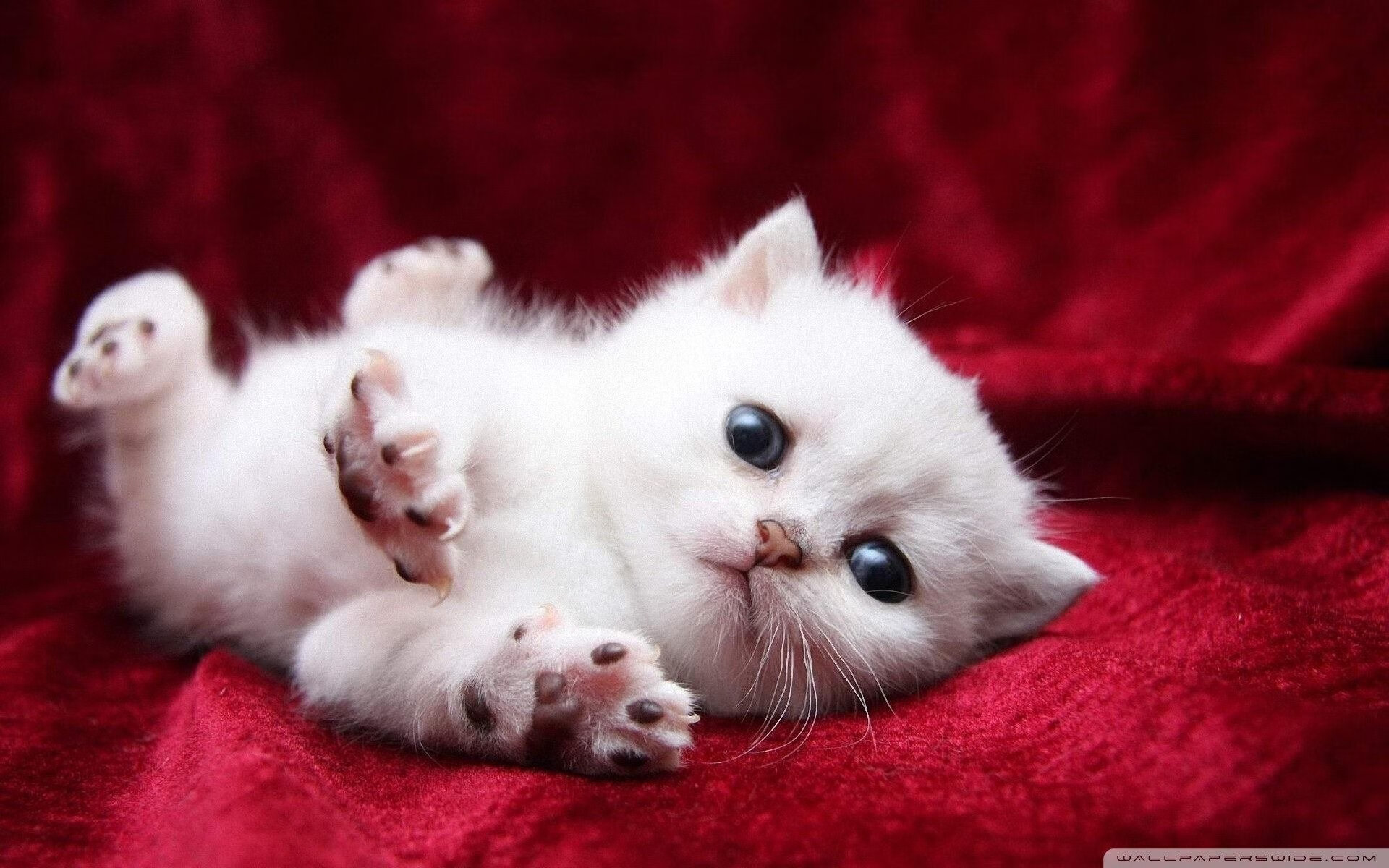 跨界巅峰对决，掘金斩落灰熊，欧冠半决赛般的篮球焦点战