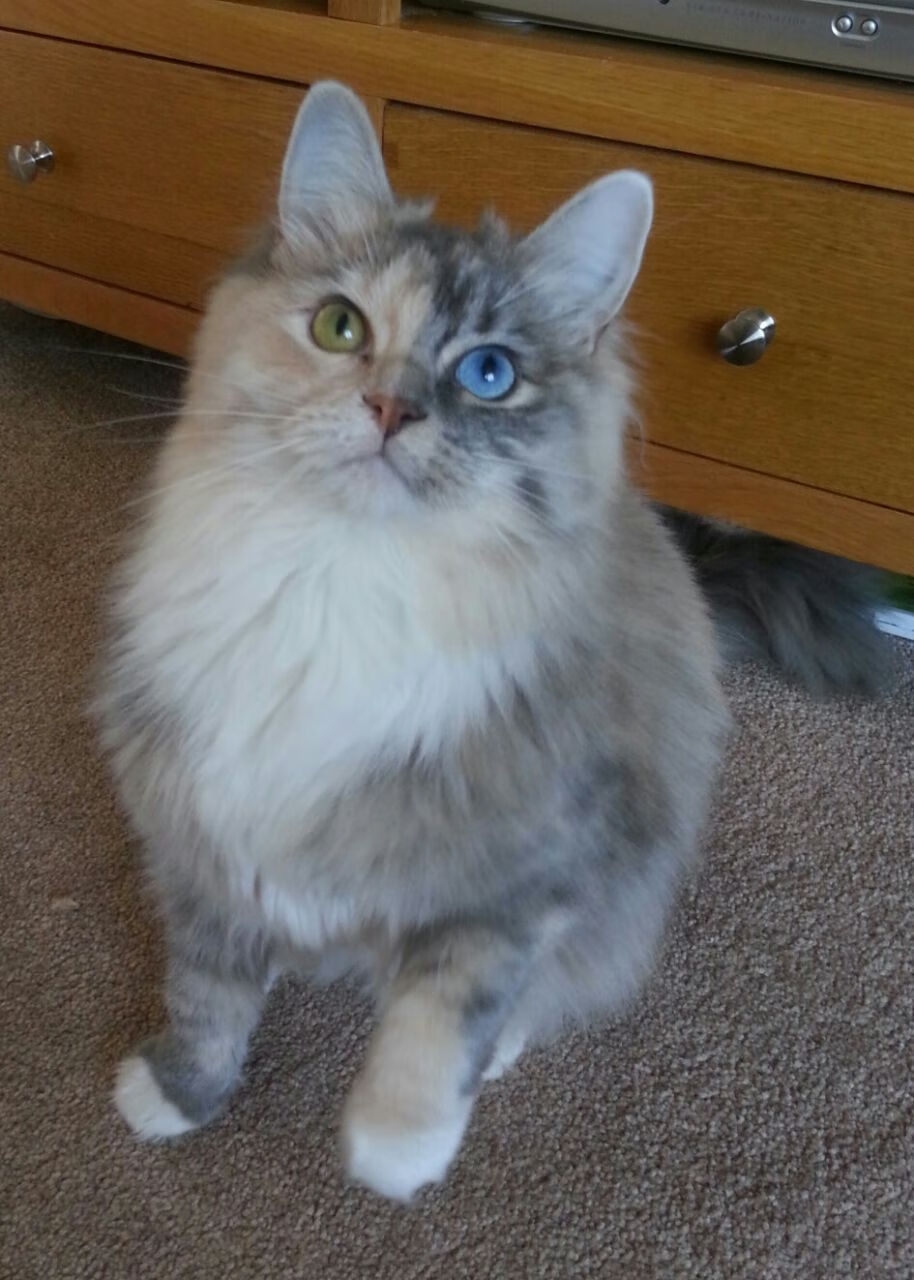 假想敌,当76人突围时,凯尔特人眼中看见的是莫兰特