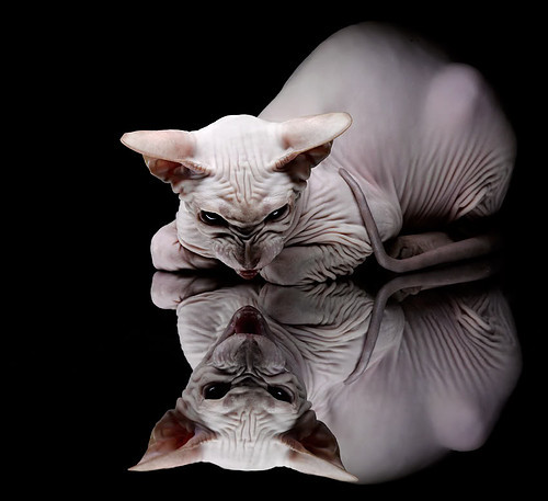 掘金用钢锁围城,哈利伯顿的传球引擎击碎辽宁防线